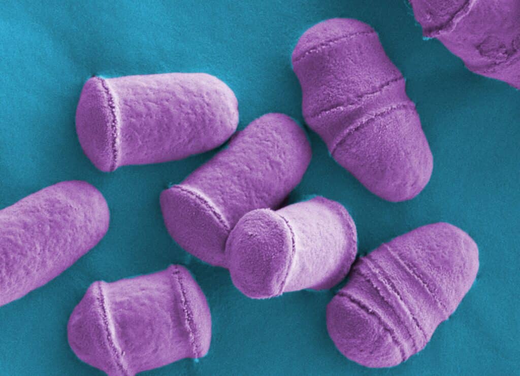 Schizosaccharomyces pombe NRP Image Library